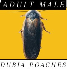 Dubia Roaches LARGE ADULT MALES Live Feeder Insect FREE SAME DAY SHIPPING