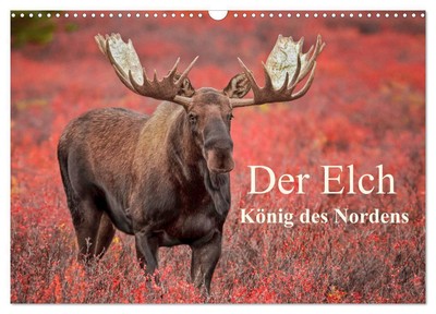 Inken Paletta Pelzer | Der Elch - König des Nordens (Wandkalender 2025 DIN A3...