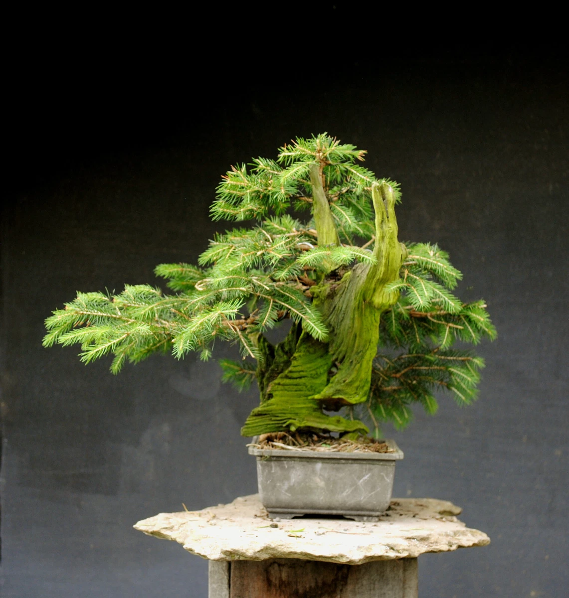 dracena hawaii Natural plants - Dracaena Hawaiian Sunshine main image 0