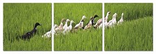 Zi Art Decor Duck Walking 3 Piece Giclee Wall Art Print 60" x 20"
