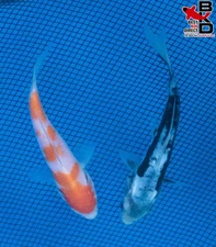 (2) 5" (KUMONRYU & KOHAKU) Live Koi Fish Garden Pond 10/16