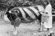 WW2 PICTURE PHOTO US PAINTINGS COWS TO MAKE VISIBLE IN BLACKOUT 6968