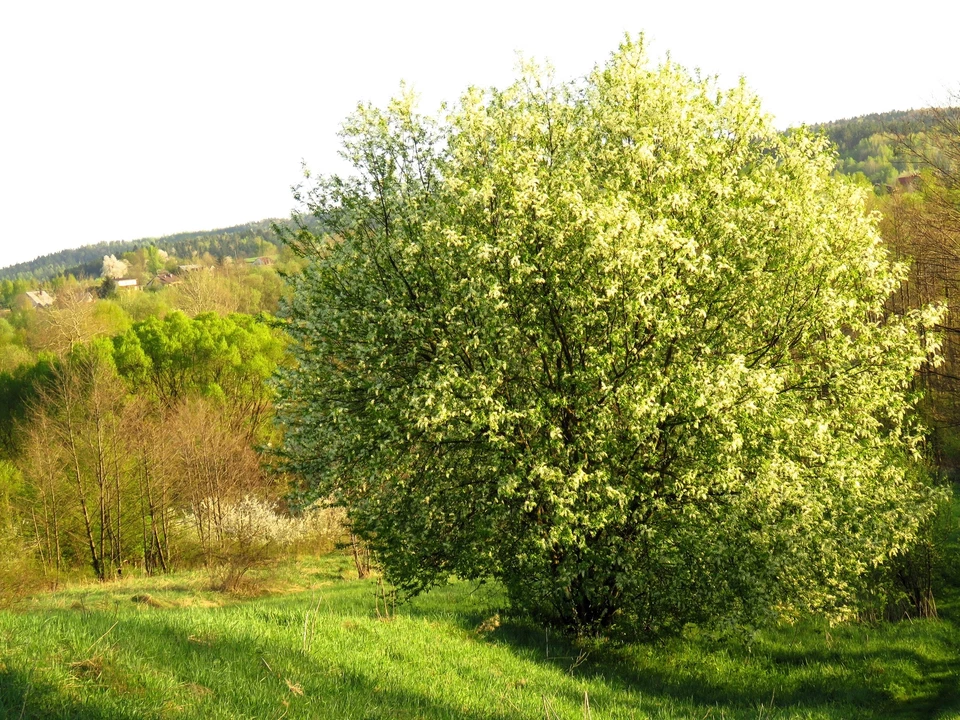 30 BLACK CHERRY Fruit Tree Prunus Serotina Fragrant White Flowers Seeds - Image 4 of 4
