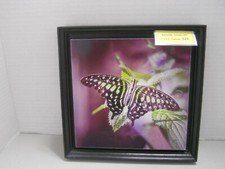 Butterfly Denver, Colorado Photography Wall Art ,Family
