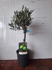 Olive Tree 1/4 Standard - 15cm Pot - 50cm Tall (from bottom of pot) FREE POSTAGE