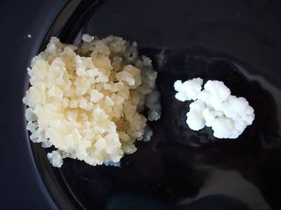  2 Pilze Milchkefir Kefir + Ginger root plant Wasserkefir - kontrollierte Zucht-