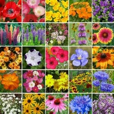 SOUTHEAST Wildflower Mix 25 Species Flower Gardening USA Non-GMO 1000 Seeds!