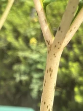 AMORPHOPHALLUS KONJAC 'Leo's Song' 1 Dormant Bulb (Voodoo Lily) Arisaema