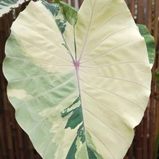 Colocasia Live Bulb Pink Sapphire New Hybrid Free Phytosanitary Certificate