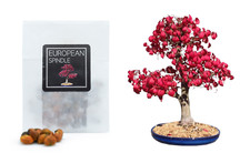 30 European Spindle Tree Bonsai Seeds | Grow Your Own