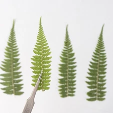 12PCS Real Pressed Dry Leaves, Floral Supply for art craft FSS16