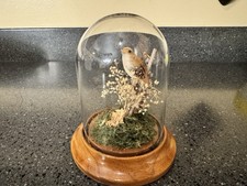 Wren Bird Under Glass Dome with Wooden Base Display. Vintage cloche 