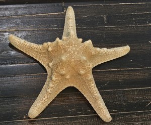 Large Knobby Starfish 6" Beach Cottage Wedding Decor Nautical Crafts