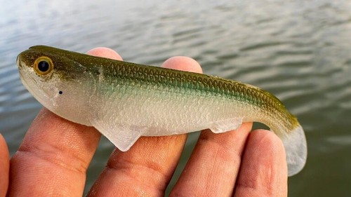 Optimum Boom Boom Weedless 6'' Swimbait Fishing Lure Ghost Rider - 6BBWLS561 - Picture 2 of 3