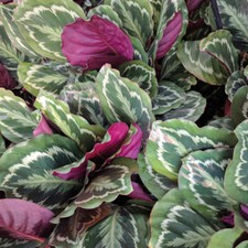 Calathea House Plant Veitchiana 'Medaillon' Tender Perennial 1 x 12cm Pot T&M