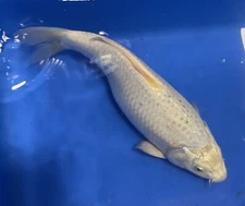 15-inch, white Matsuba Koi, Black Swamp Koi Farms. Receive Koi Pictured