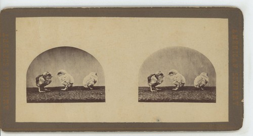 Süße Baby Küken American Scenery Stereoansicht - Bild 2 von 4