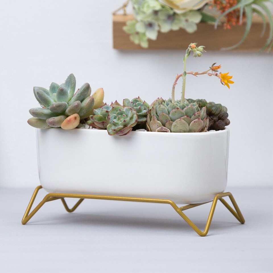 Succulent Flower Pot Ceramic Jewelry Holder Ceramic Plant Pots eBay