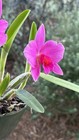 Mini Cattleya  - Sl. Minipet — photo 8