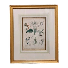 1833 Curtis Botanical Magazine Hand Colored Engraving Orchid Framed 26x21