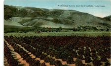 Orange Grove, Foothills, California, Western Publishing & Novelty Co., Postcard