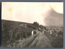 France, Vouvray (Indre et Loire), Les Bidaudières. Vintage silver pri vineyards