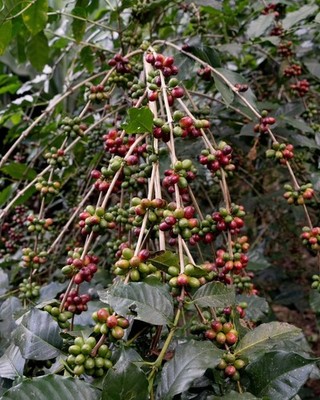 Ruiru 11 Coffee 120+ Seedss (Coffea sp.) for Planting Certificate