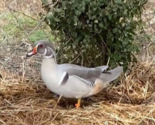 2   SILVER Wood Duck Hatching Eggs   PRE-SALE  