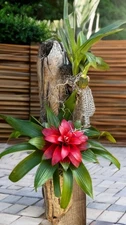 BROMELIAD MOUNTED CLUSTER ON DRIFTWOOD – 24" HANGING DISPLAY- FREE SHIPPING