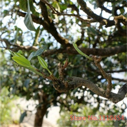 250g Puer Tea Broken tuo mini cakes Yunnan cooked puerh Tea organic health care - Bild 6 von 11