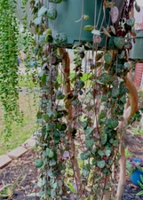 10 of Rare Ceropegia Woodii 'String of Hearts' Succulent Plant cutting 10"-12"