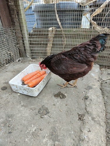 6x PURE BREED RHODE ISLAND RED “BANTAM” CHICKEN HATCHING EGGS / RHODIES / RIR - Picture 19 of 24