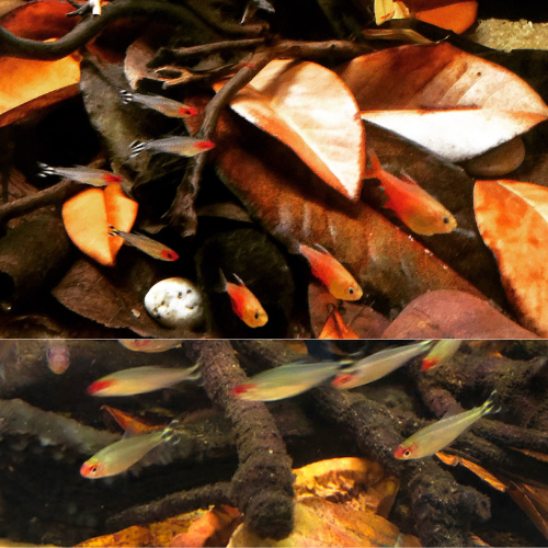 Dried Leaves Organic Aquarium Natural Shrimp Jack Fruit Ceylon Fish 20pcs Bio Ja - 第 5/10 張圖片