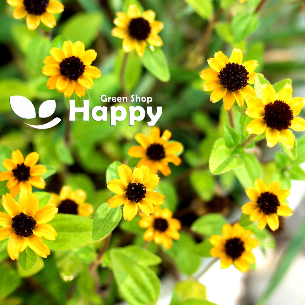 CREEPING ZINNIA 260 SEEDS Sanvitalia procumbens HANGING BASKETS FLOWER eBay