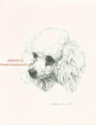 #251 WHITE POODLE portrait dog art print * Pen and ink drawing by Jan Jellins