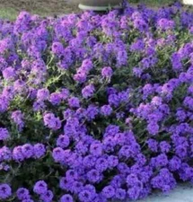 860 SEEDS -MOSS VERBENA attracts butterflies GroCo USA - BUY ANY 15=SHIPS FREE