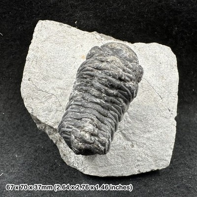 Reedops Trilobit Fossil - Laatchana, Devon - Jbel Mrakib, Marokko - Original