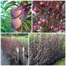 Trailblazer Blutpflaume / rotlaubiger Pflaumenbaum Buschbaum