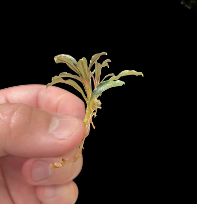 Bucephalandra Phantom Mini | Buce Aquarium Plants Factory® | eBay