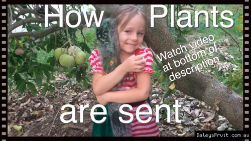 Davidsons Plum - QLD (Davidsonia pruriens) Fruit Tree Plant - Picture 2 of 10