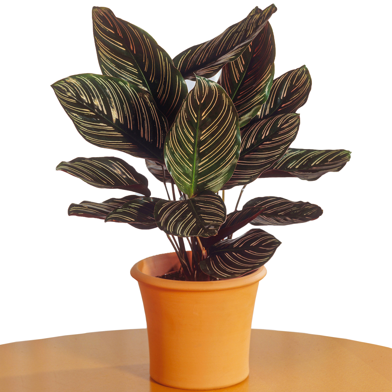 Calathea Ornata | Premium 30-50cm Potted Plant | Ideal for Home or Office