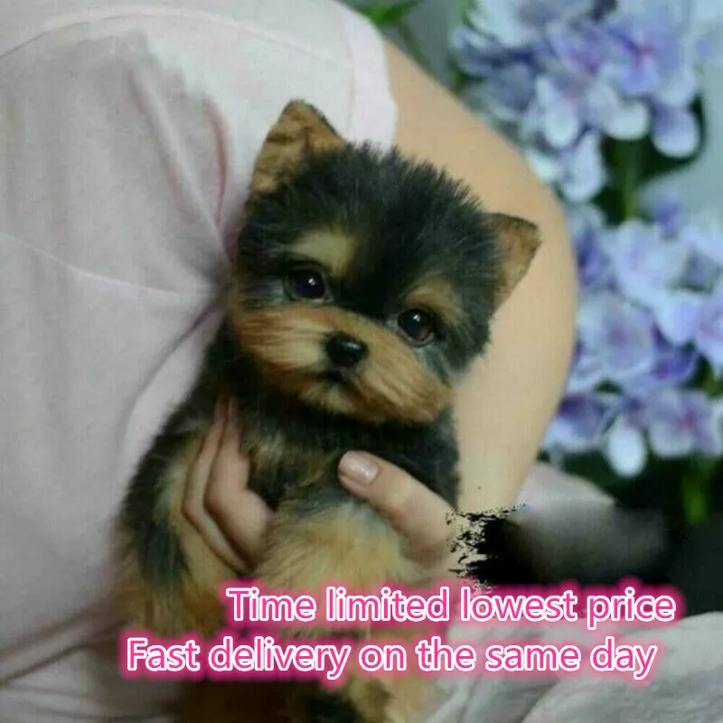 Stuffed yorkie hot sale toy