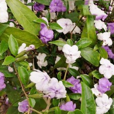 20 Jasmine seeds Fast Growing Non-GMO Fragrant Flower Garden Home