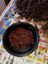 1 Pound (approx 1000 worms) Red Wiggler Composting starter pack  free ship