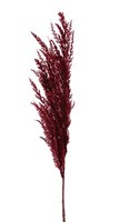 Artplants Dekozweig Pampasgras Rispe Erato, Burgunderrot, 100Cm