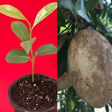 Sapodilla Manilkara Zapota Chiku Excalibur Tropical Tree Starter PLANT Seedling