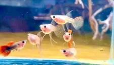 RED DRAGON RIBBON SUPER SHORT BODY SEE THROUGH GLASS BELLY GUPPY LIVE FISH USA