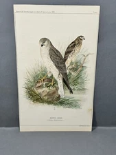 Marsh Hawk Prey Bird Warren 1890 Antique Color Print Plate ChromoLithograph