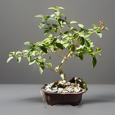 17 YEAR OLD LANTANA BONSAI TREE