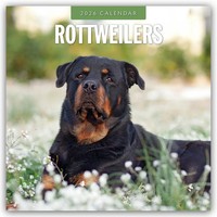 Rottweilers 2026 Square Wall Calendar | Red Robin | Englisch | Taschenbuch